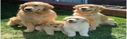 Golden Retriever perros en venta: GOLDEN RETRIEVER  - Anuncio 1