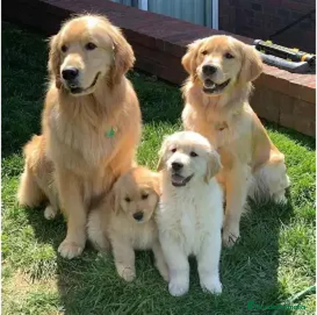 Golden Retriever perros en venta: GOLDEN RETRIEVER  - Anuncio 1