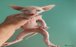 Británico de Pelo Corto gatos en venta: Sphynx calidad y selección  - Imagen 4