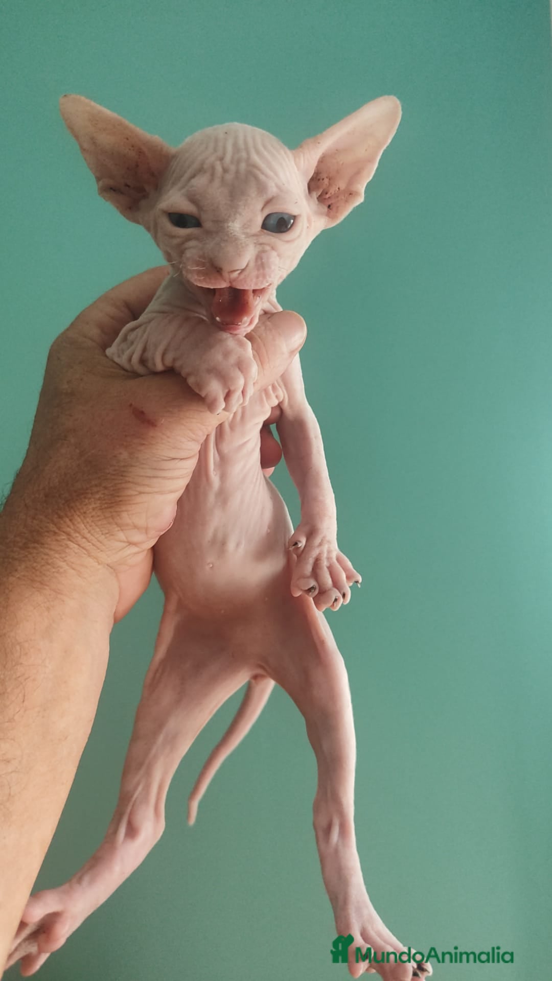 Británico de Pelo Corto gatos en venta: Sphynx calidad y selección  - Imagen 4