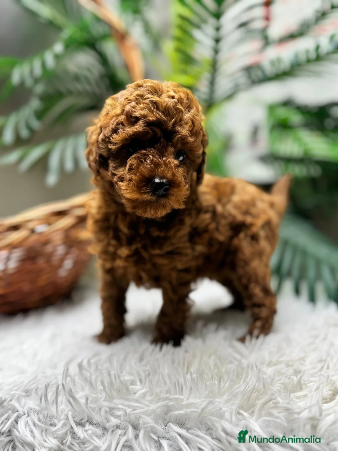 Caniche Toy perros en venta: CANICHE TOY-CACHORRO LISTO PARA ENTREGAR - Anuncio 7