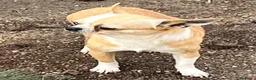 Chihuahua perros en venta: Cachorros de Chihuahuas en Caraby - Anuncio 6