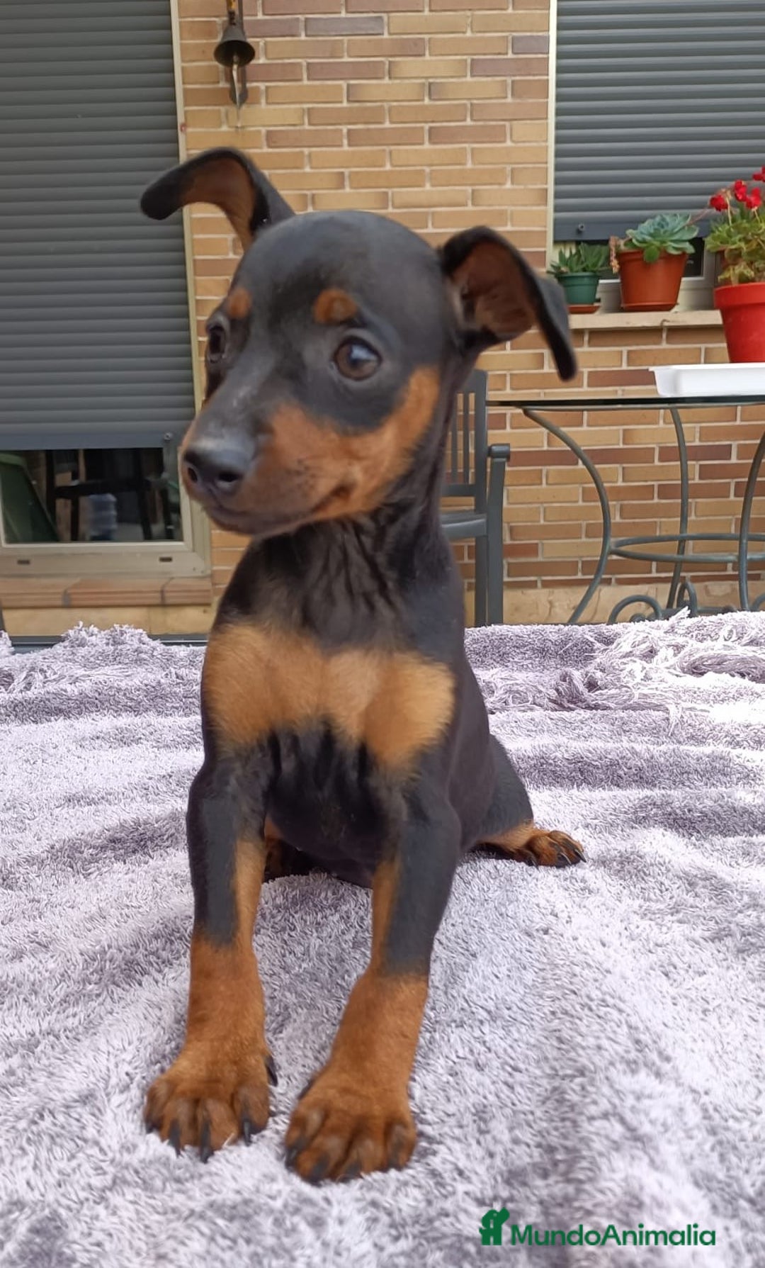 Pinscher Miniatura perros en venta: Pinscher Miniatura  - Imagen 22