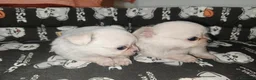 Chihuahua perros en venta: Chiahuahua pelo largo - Anuncio 2