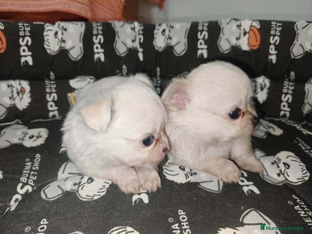 Chihuahua perros en venta: Chiahuahua pelo largo - Anuncio 2