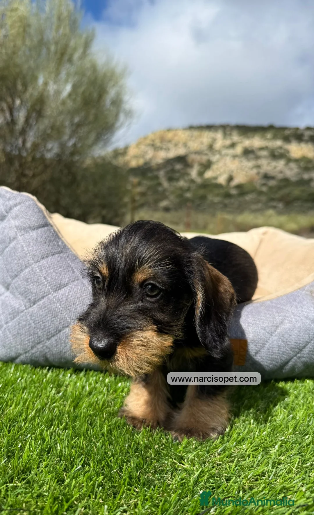 Teckel Miniatura perros en venta: TECKEL MINI PELO DURO - Anuncio 4