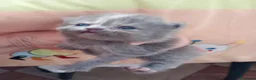 Persa gatos en venta: Gatitos persa y malayo - Anuncio 11