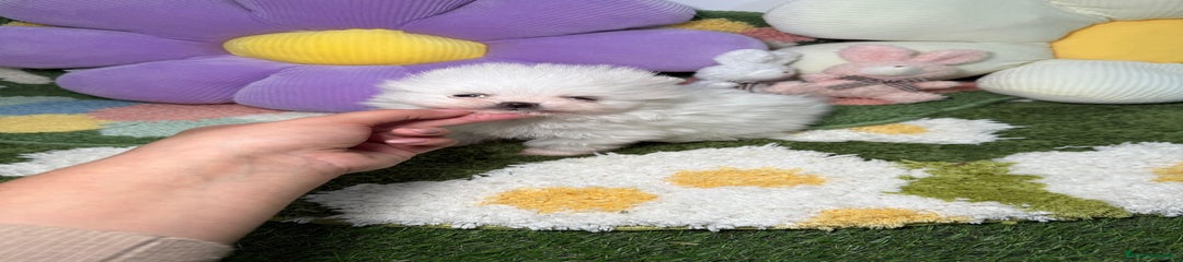 Pomerania Cachorro 1