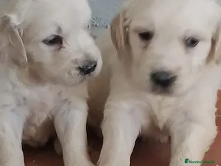 Golden Retriever perros Espectaculares golden retriever línea americana - Anuncio 2