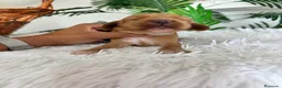 Cocker Spaniel Inglés perros en venta: COCKER SPANIEL INGLES - Anuncio 6
