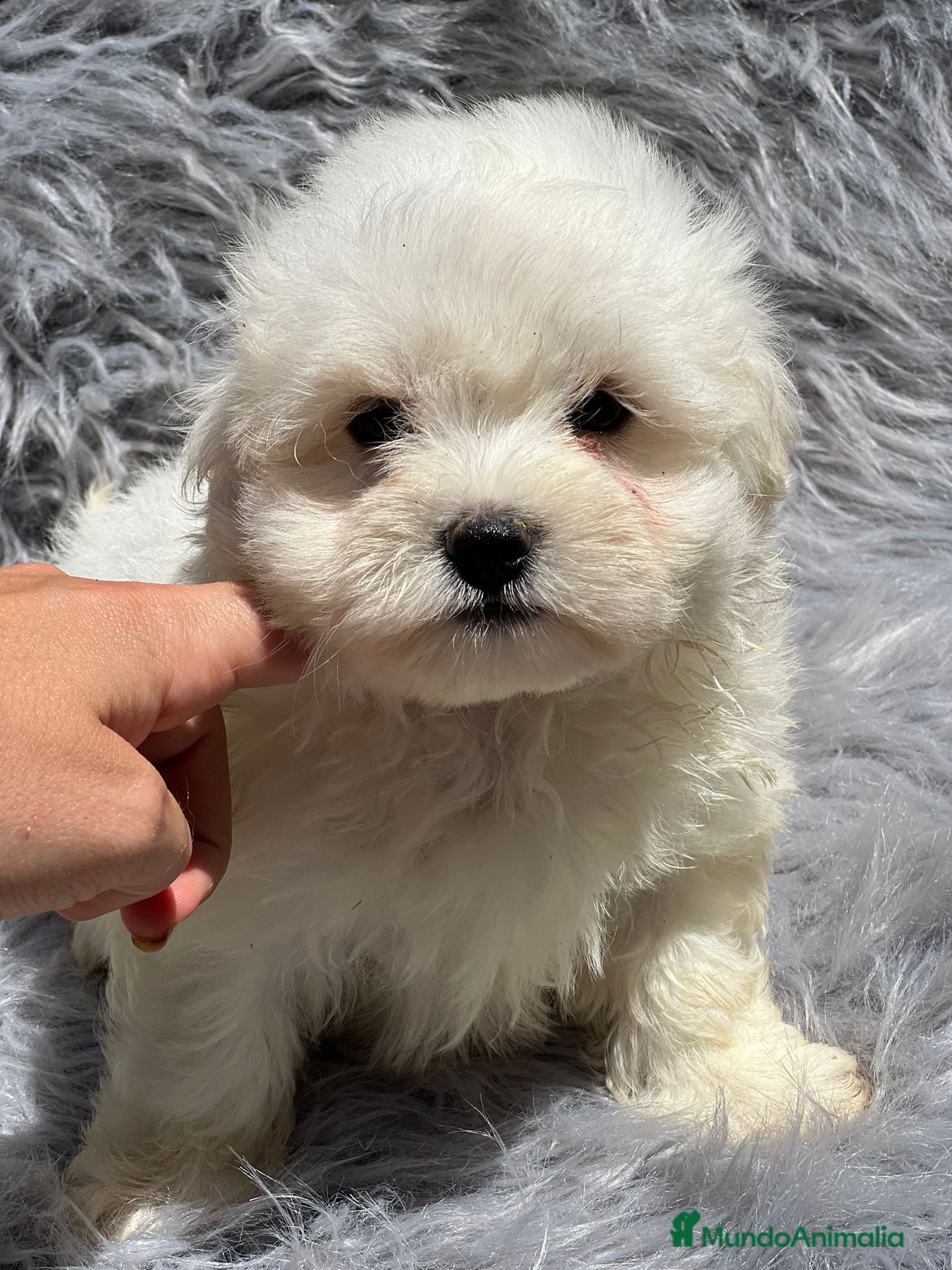 Bichón Maltés perros Bichon maltés  en Barcelona - Anuncio 2