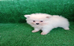 Pomerania perros en venta: Perro Pomerania, cachorritos nacionales  - Imagen 5