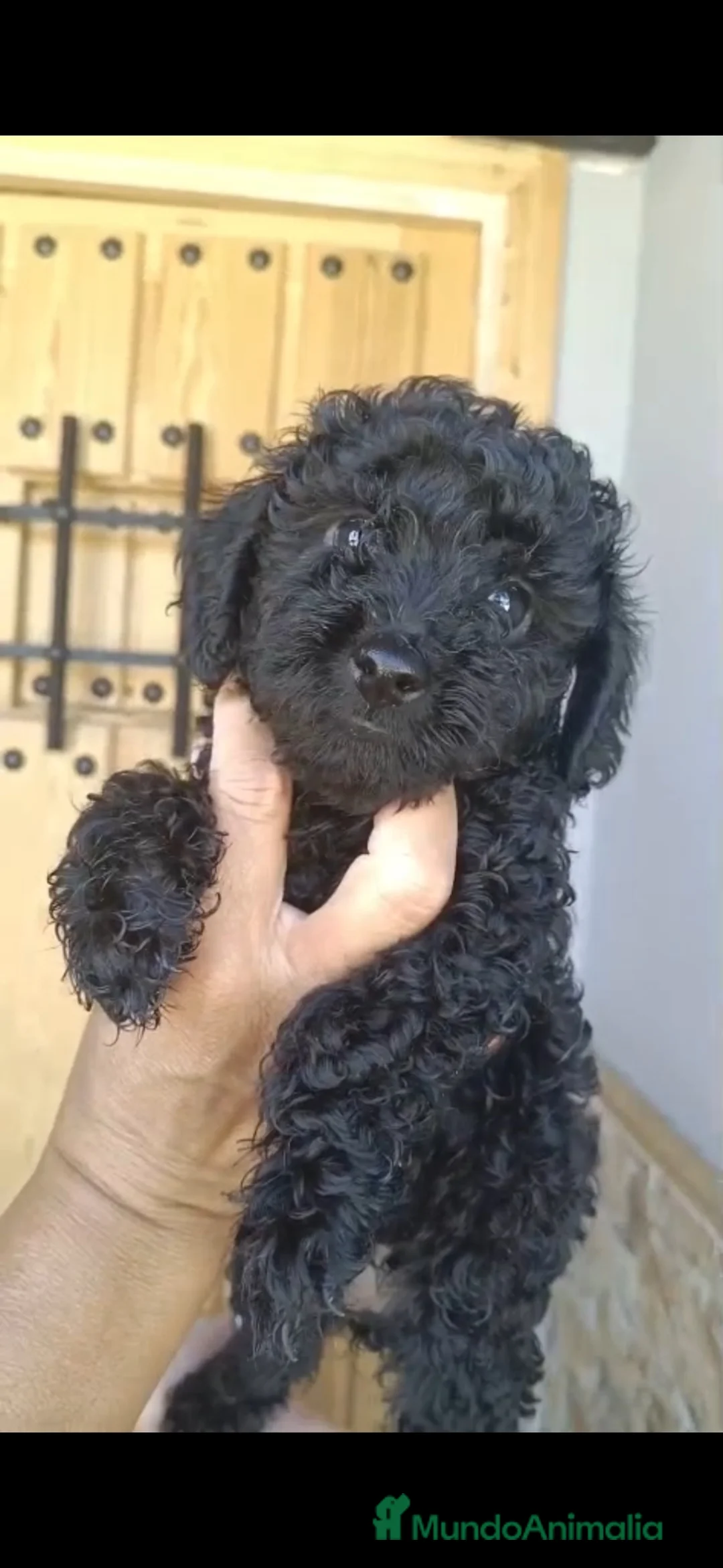 Caniche Toy perros en venta: OFERTA SOLO HOY!!! Caniches Toy 900€!!!!!! - Anuncio 2