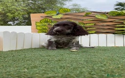 Cocker Spaniel Inglés perros en venta: COCKER RUANO - Imagen 9