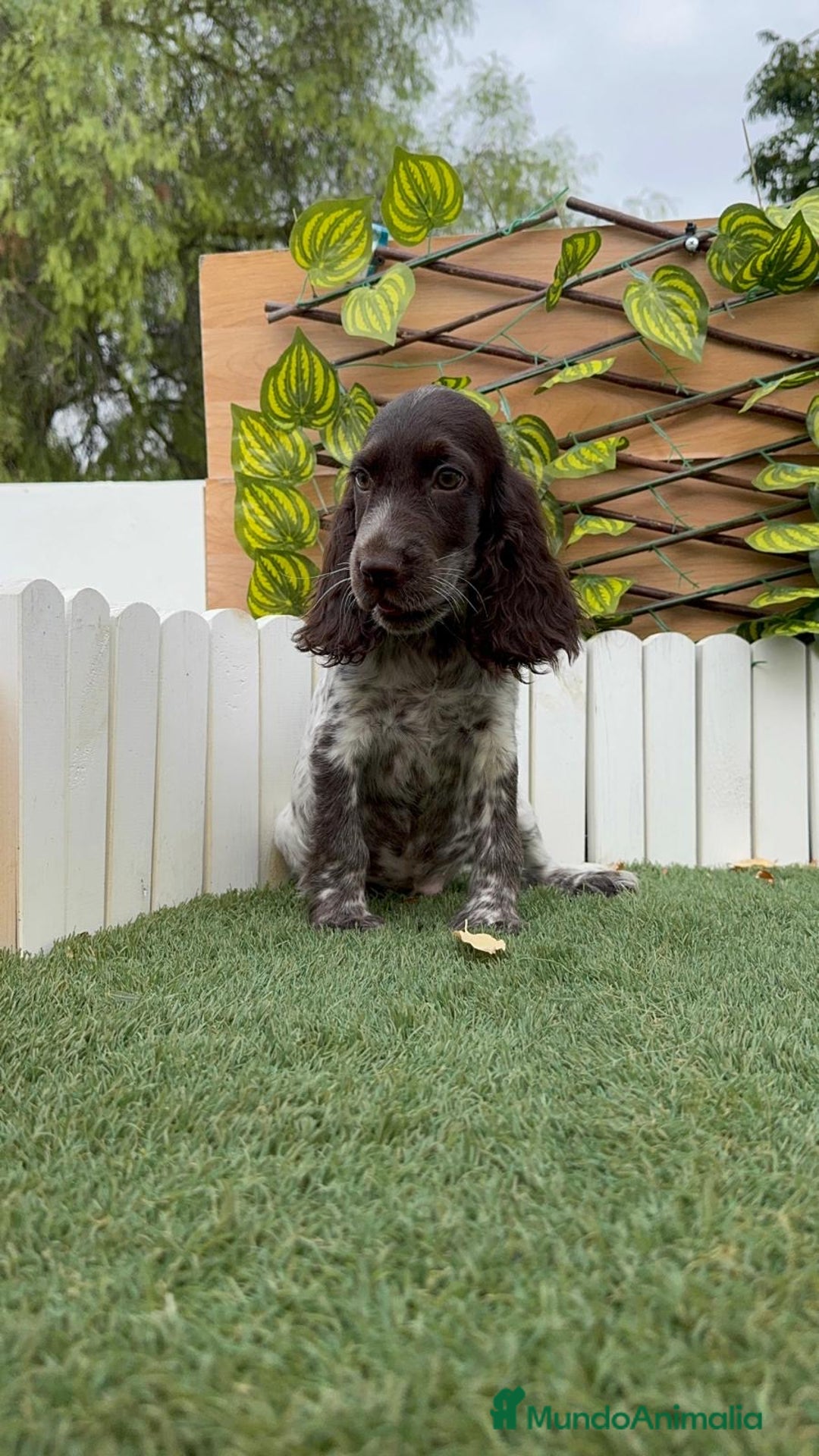 Cocker Spaniel Inglés perros en venta: COCKER RUANO - Imagen 9