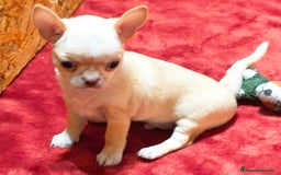 Chihuahua perros en venta: Precioso cachorro chihuahua  - Anuncio 13