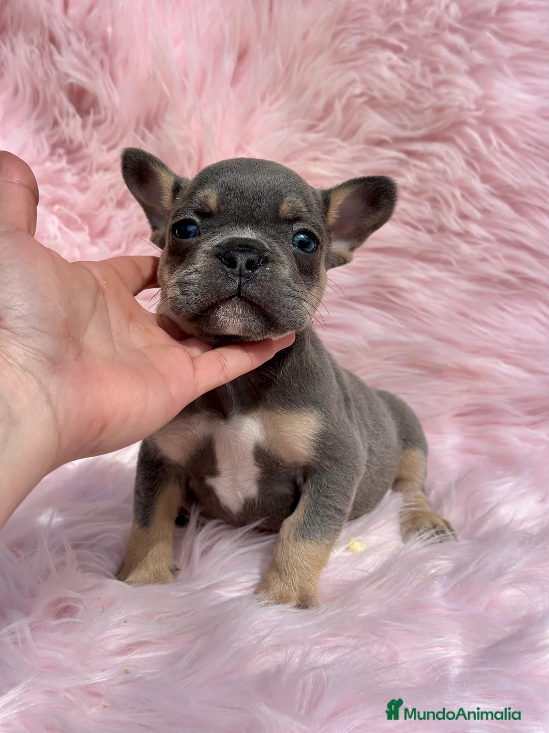 Bulldog Francés perros en venta: BULLDOG FRANCÉS BLUE TAN DISPONIBLES en Barcelona - Anuncio 3