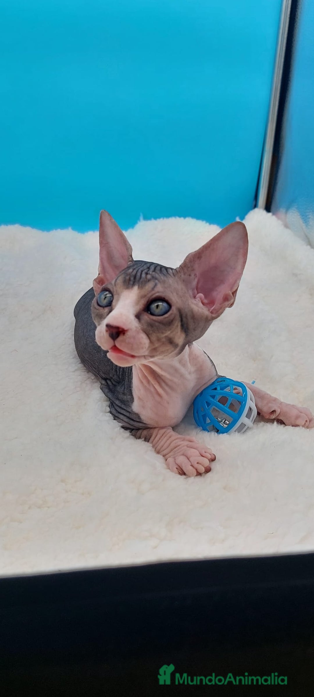 Sphynx gatos en venta: Bonito machito tabby  - Imagen 6