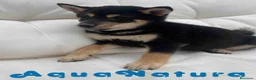 Shiba Inu perros en venta: Shiba Inu Macho de Mayka y Silvio 1984 AQUANATURA - Anuncio 2