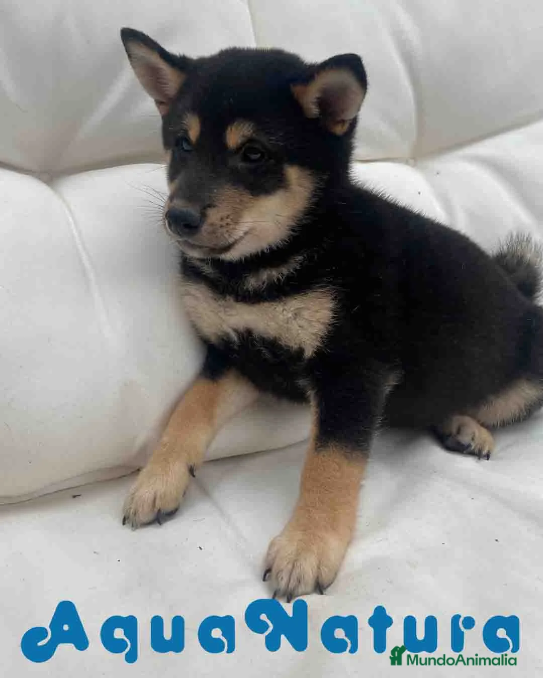 Shiba Inu perros en venta: Shiba Inu Macho de Mayka y Silvio 1984 AQUANATURA - Anuncio 2