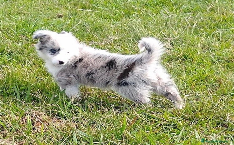 Border Collie perros - Anuncio 1