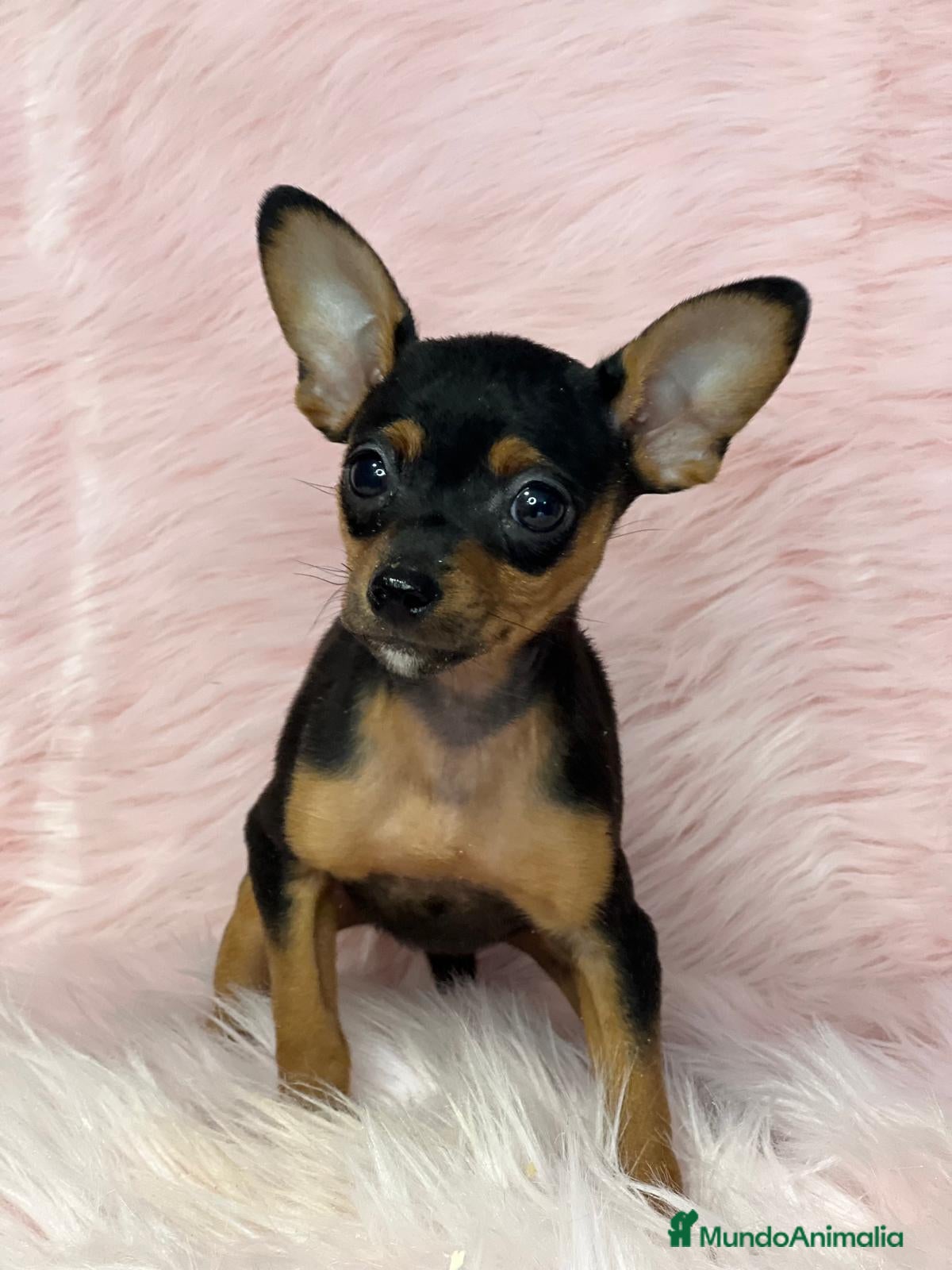 Ratón de Praga perros Raton de praga en Barcelona - Anuncio 2