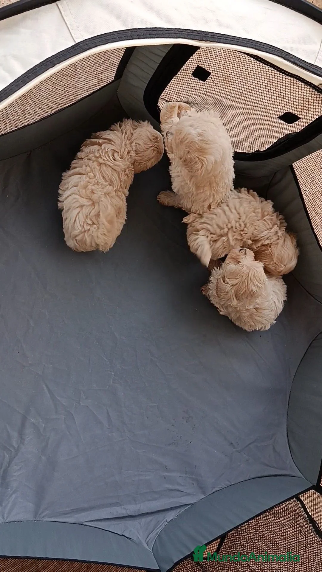 Maltipoo perros en venta: MALTIPOOS - Anuncio 5