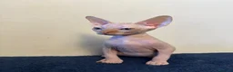 Sphynx gatos en venta: Machito ojos verdes  - Anuncio 7
