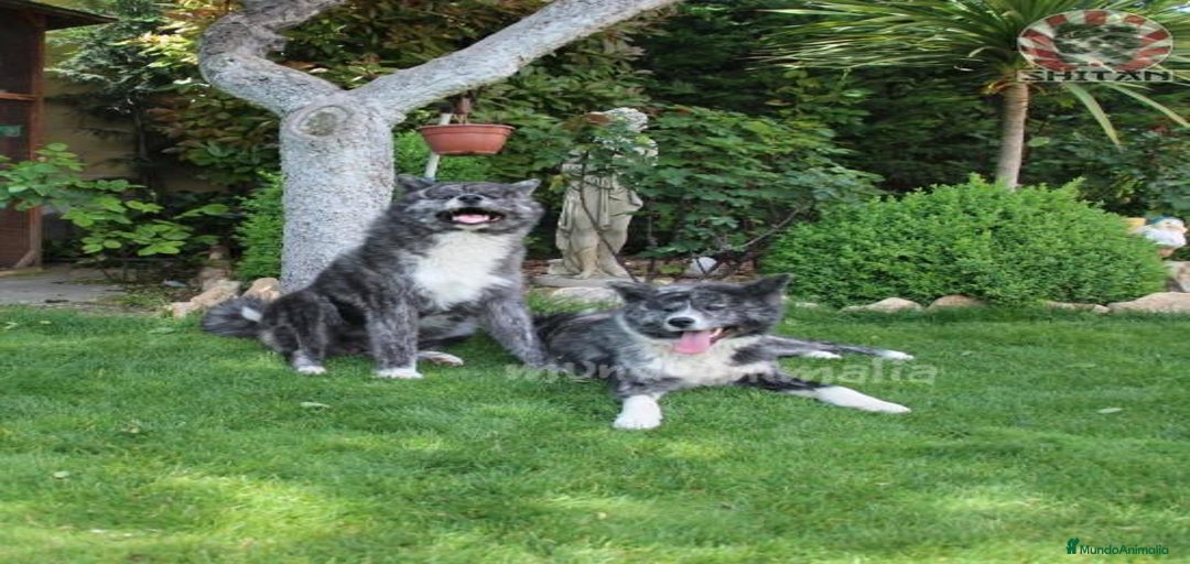 Imagen de galería {{count}}