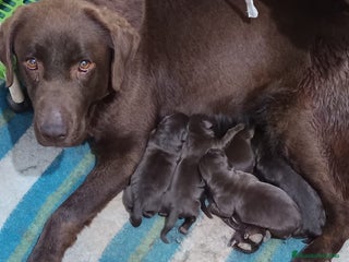 Labrador Retriever perros - Anuncio 3