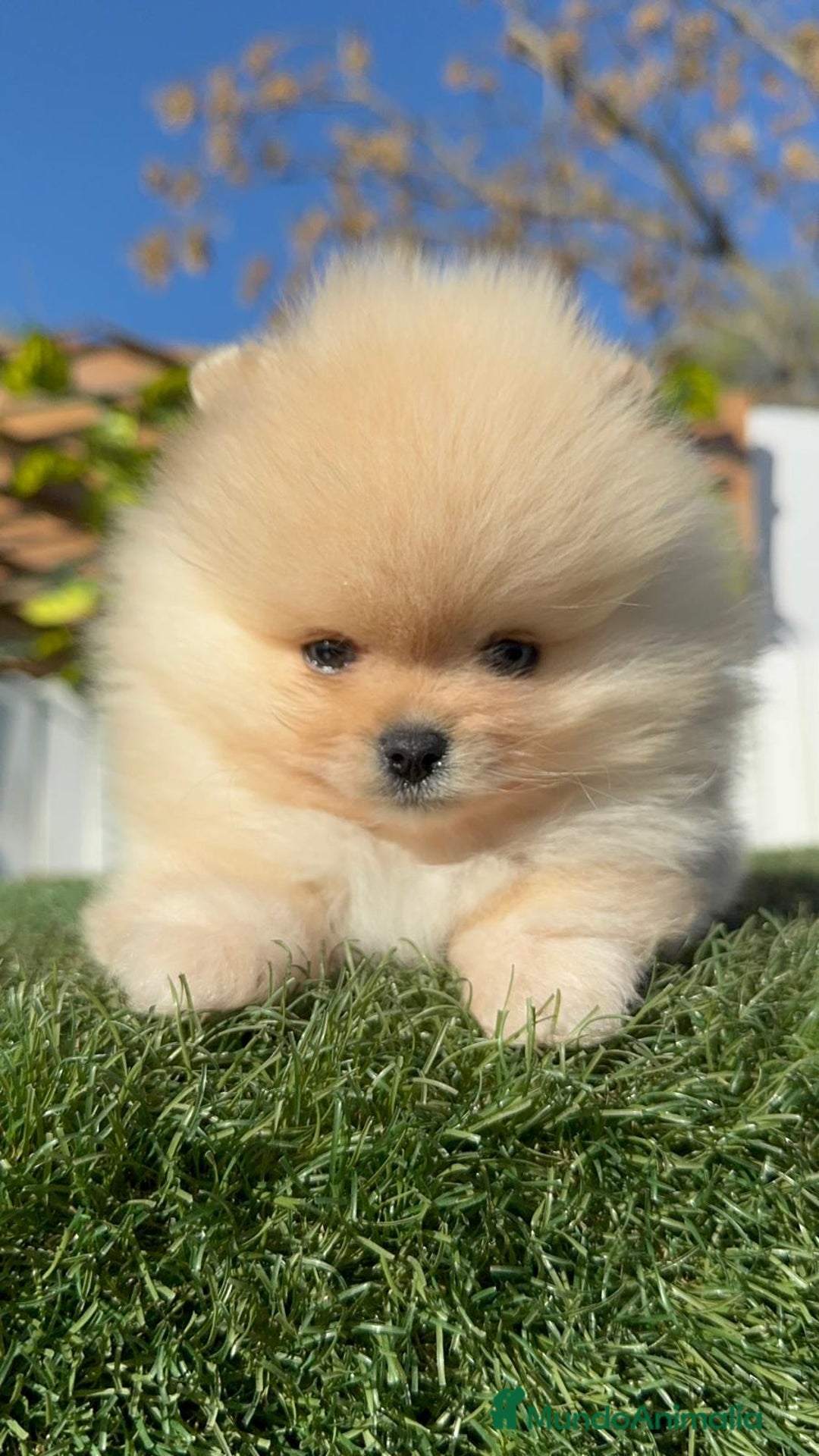 Pomerania perros en venta: POMERANIA CARA DE OSITO - Anuncio 10