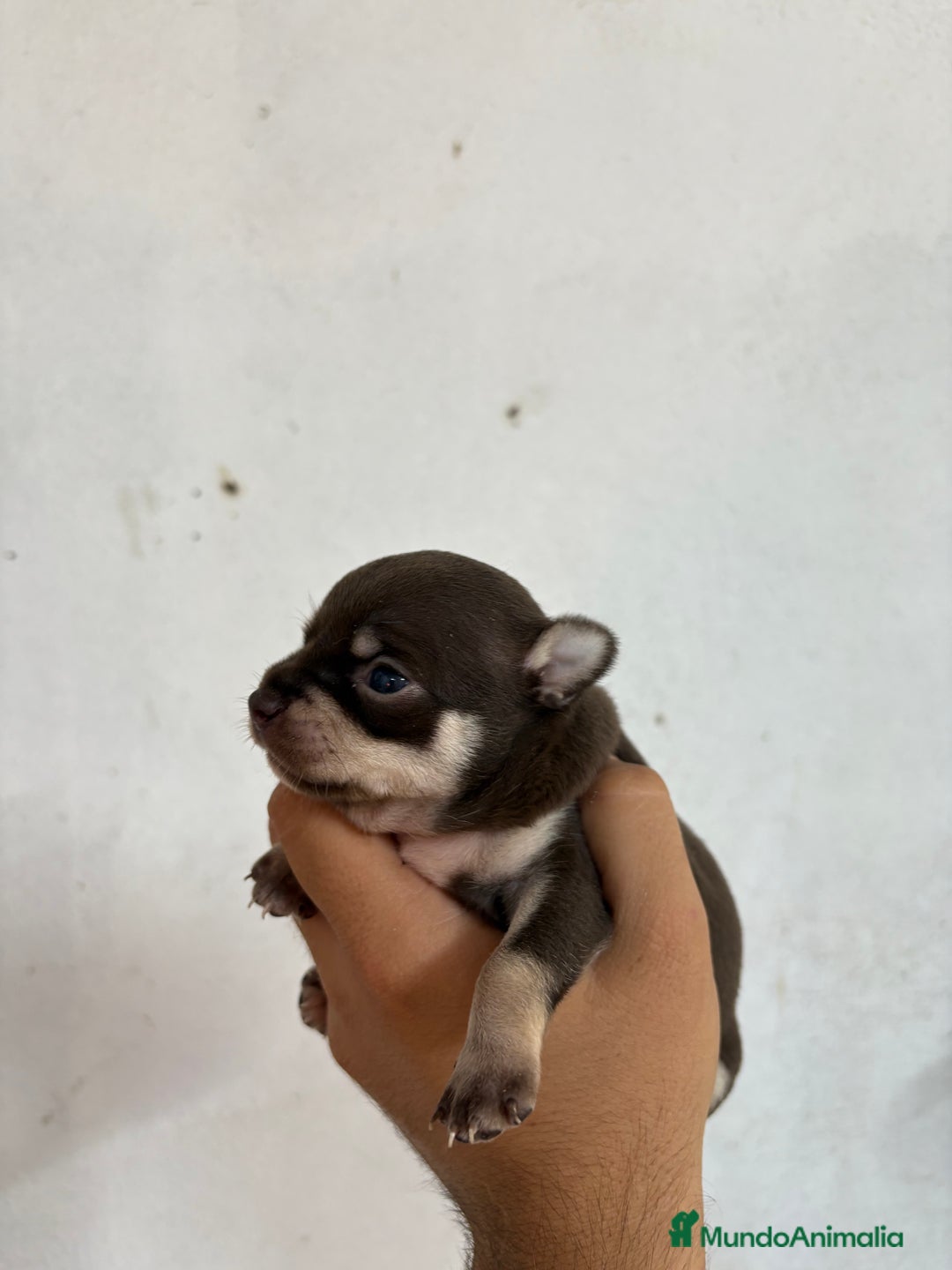 Chihuahua perros en venta: Disponible machito de Chihuhua Toy chocolate  - Imagen 2
