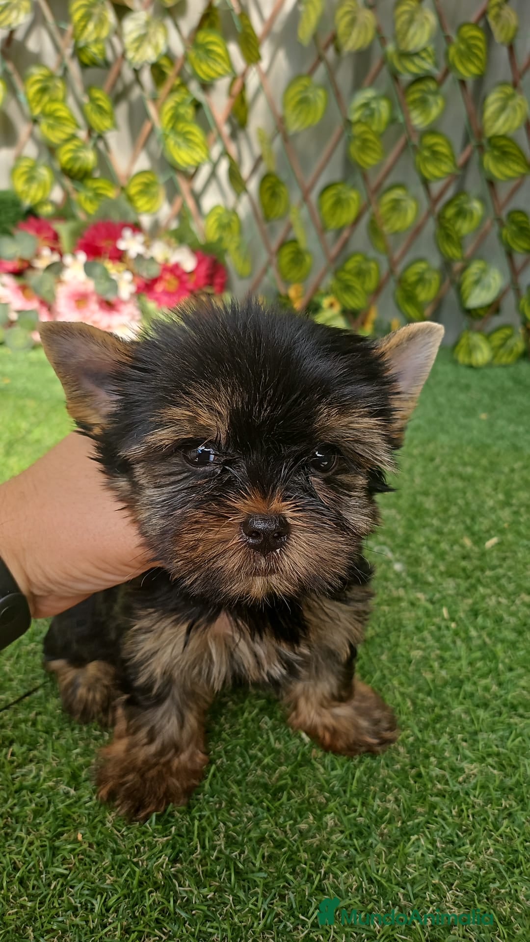 Yorkshire Terrier perros en venta: Yorkshire toy - Imagen 2