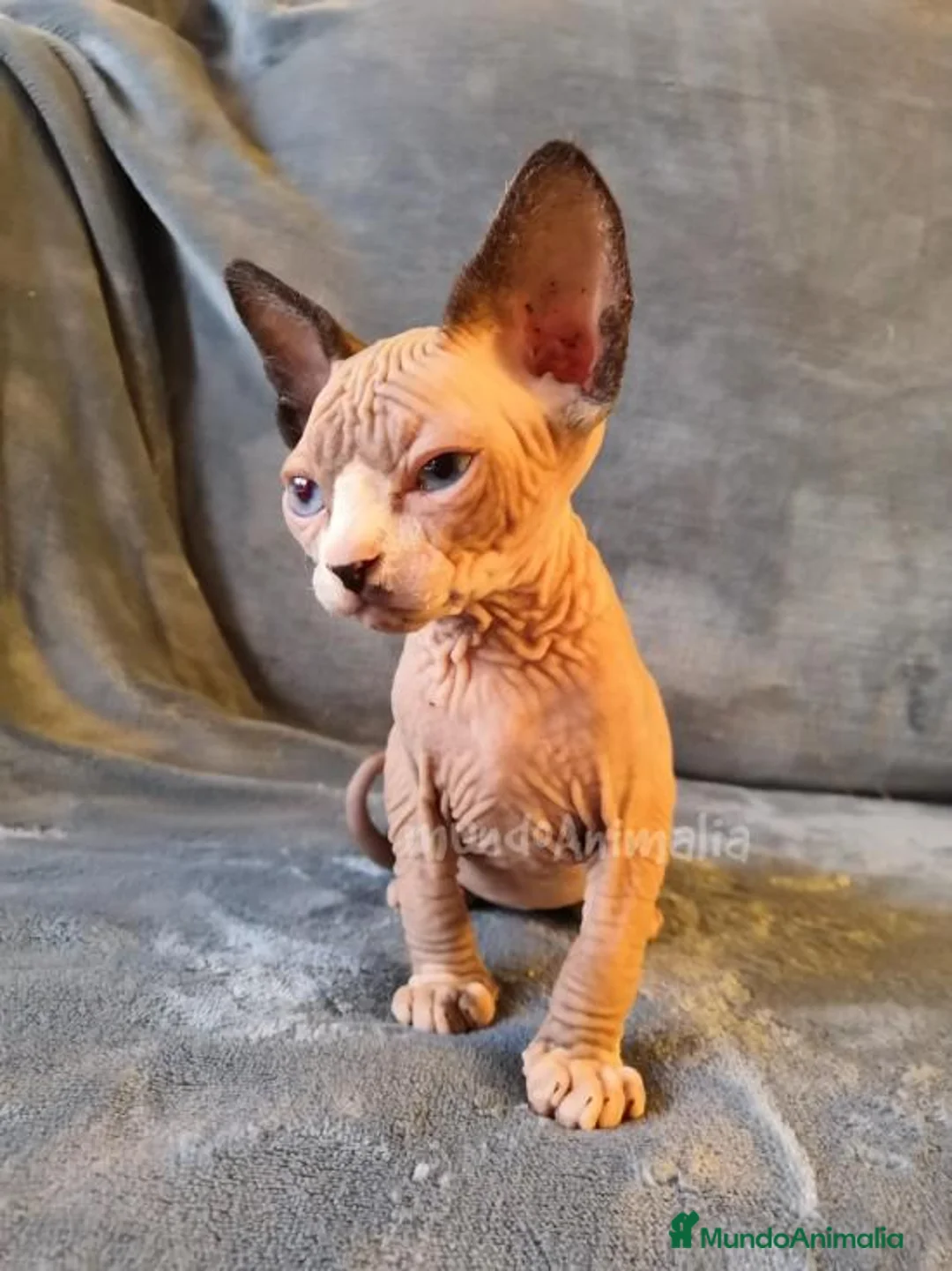 Imagen de galería {{count}}