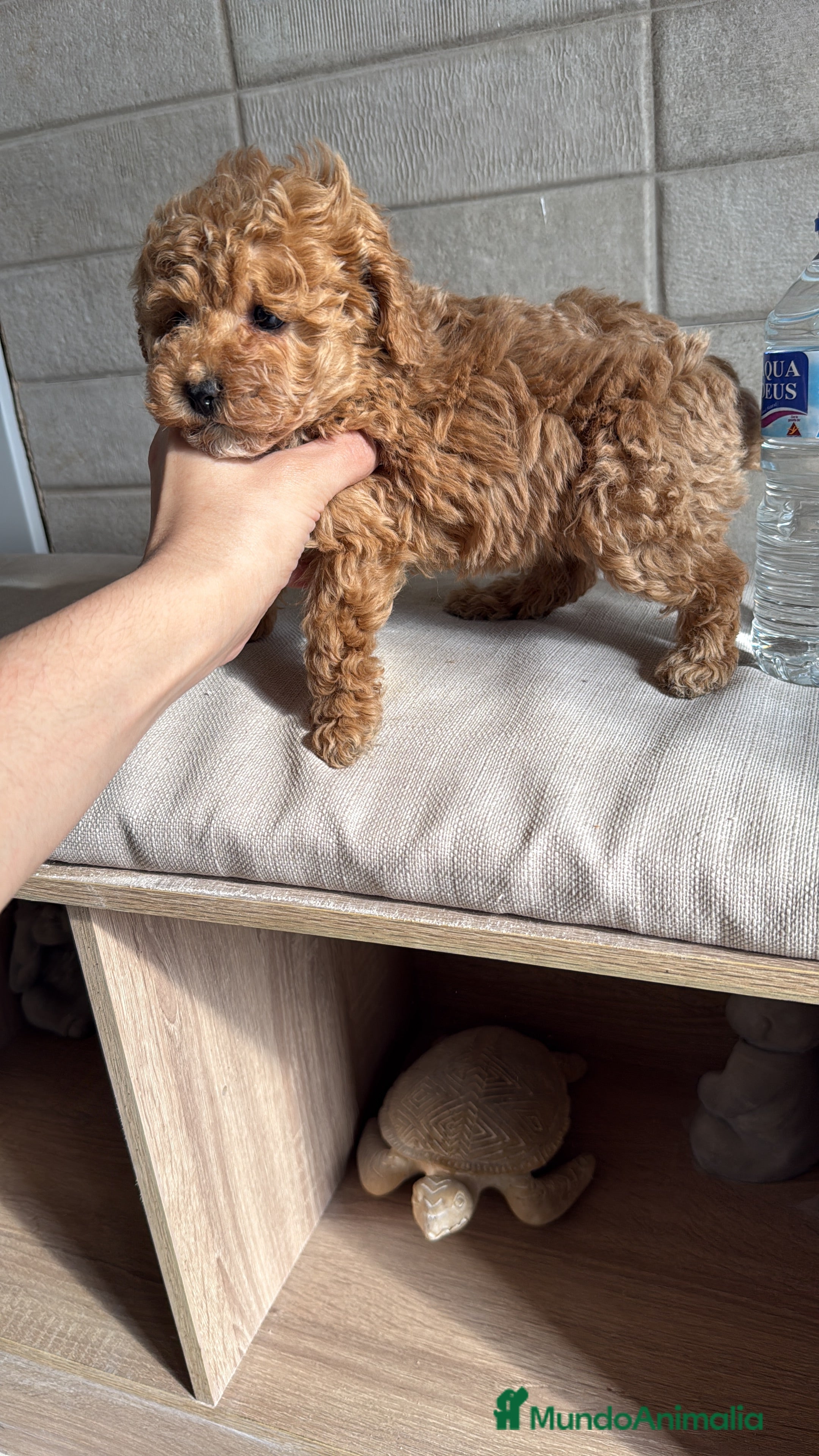 Caniche Toy perros Caniche Toy  - Anuncio 1