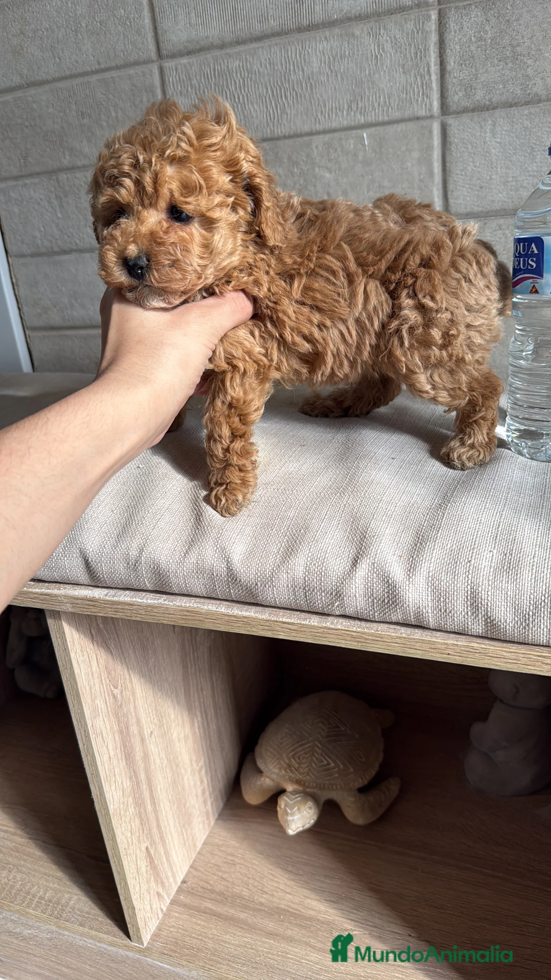 Caniche Toy perros en venta: Caniche Toy  - Anuncio 1