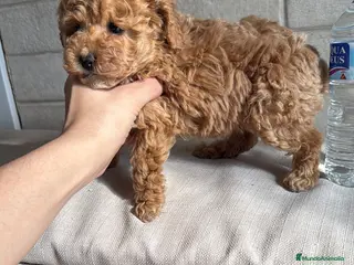 Caniche Toy perros Caniche Toy - Anuncio 1