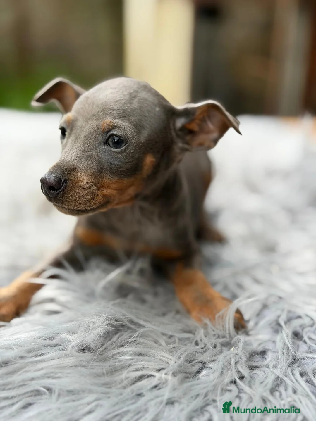 Pinscher Miniatura perros en venta: MINI PINCHER BLUE MACHO - Anuncio 2