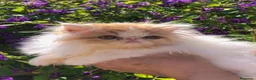 Persa gatos en venta: Gatas persas - Anuncio 2