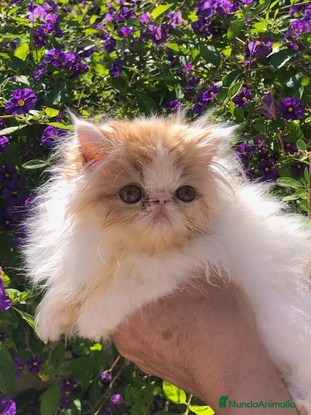 Persa gatos en venta: Gatas persas - Anuncio 2