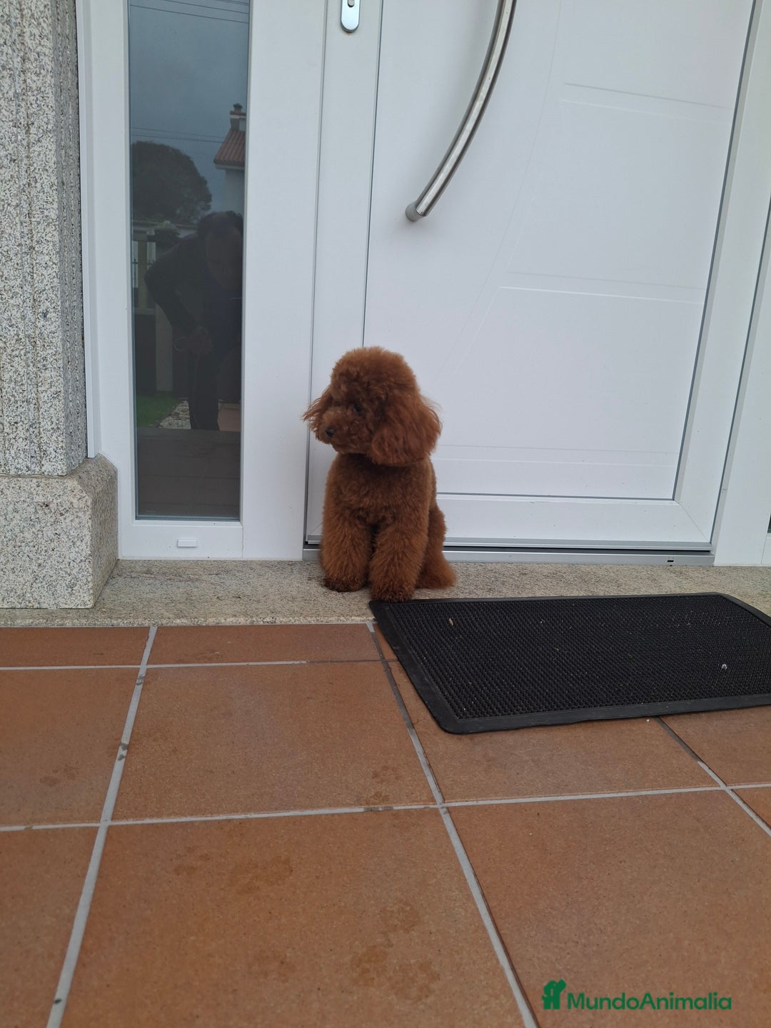 Caniche Toy perros en venta: Caniche apricot - Anuncio 9