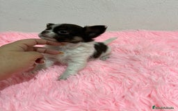 Chihuahua perros en venta: CHIHUAHUA PELO LARGO  - Imagen 2
