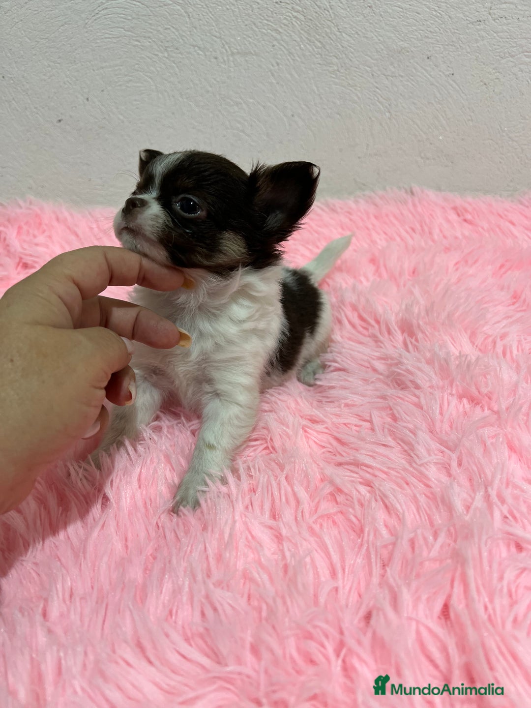 Chihuahua perros en venta: CHIHUAHUA PELO LARGO  - Imagen 2