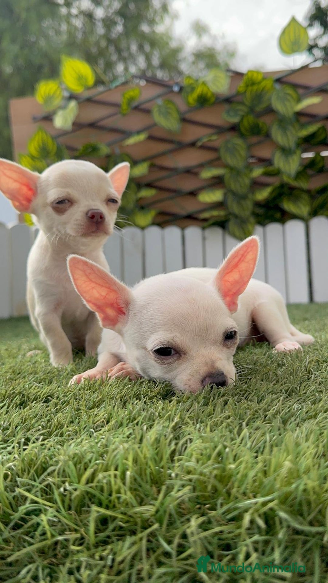 Chihuahua perros en venta: CHIHUAHUA HEMBRA BLANCA - Imagen 8