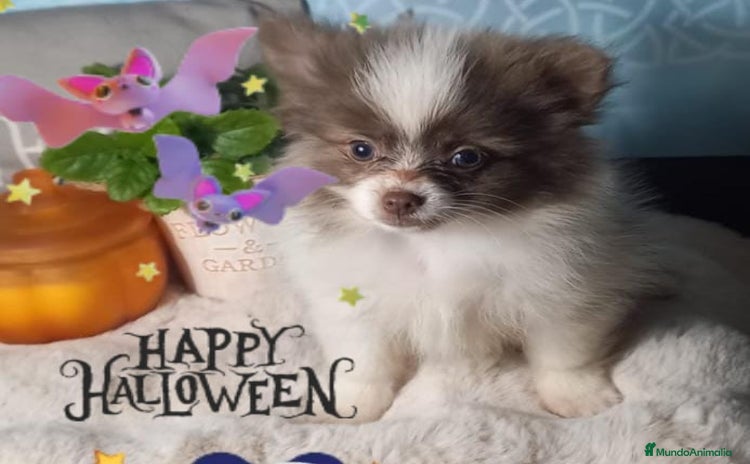 Pomchi perros Pomchi macho chocolate y blanco ya en muda de pelo - Anuncio 3