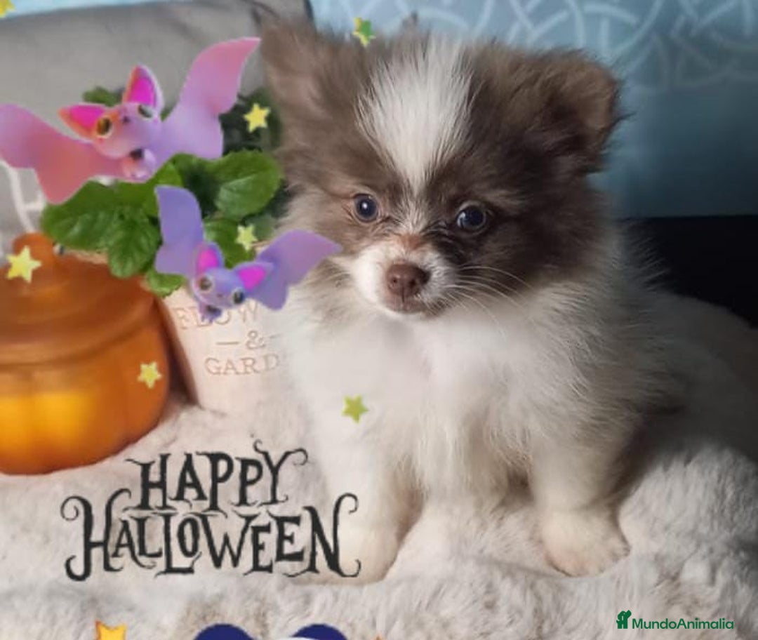 Pomchi perros en venta: Pomchi macho chocolate y blanco  - Imagen 2