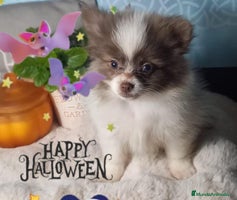 Pomchi perros Pomchi macho chocolate y blanco ya en muda de pelo - Anuncio 13