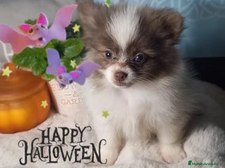 Pomchi perros Pomchi macho chocolate y blanco ya en muda de pelo - Anuncio 14