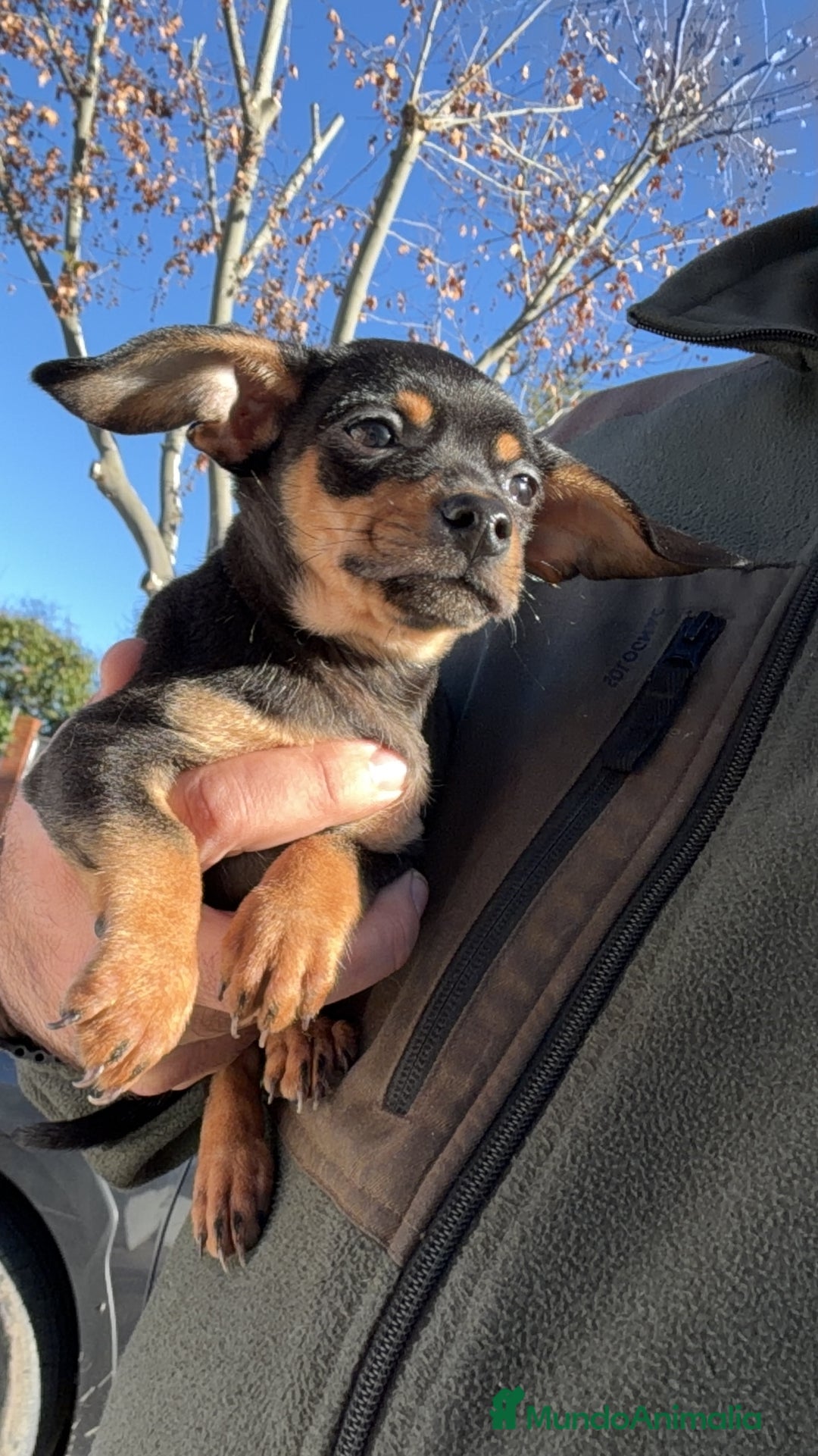 Raza Mixta perros en venta: Cachorro  - Anuncio 2