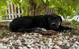 Cane Corso perros en venta: Cane Corso - Imagen 3